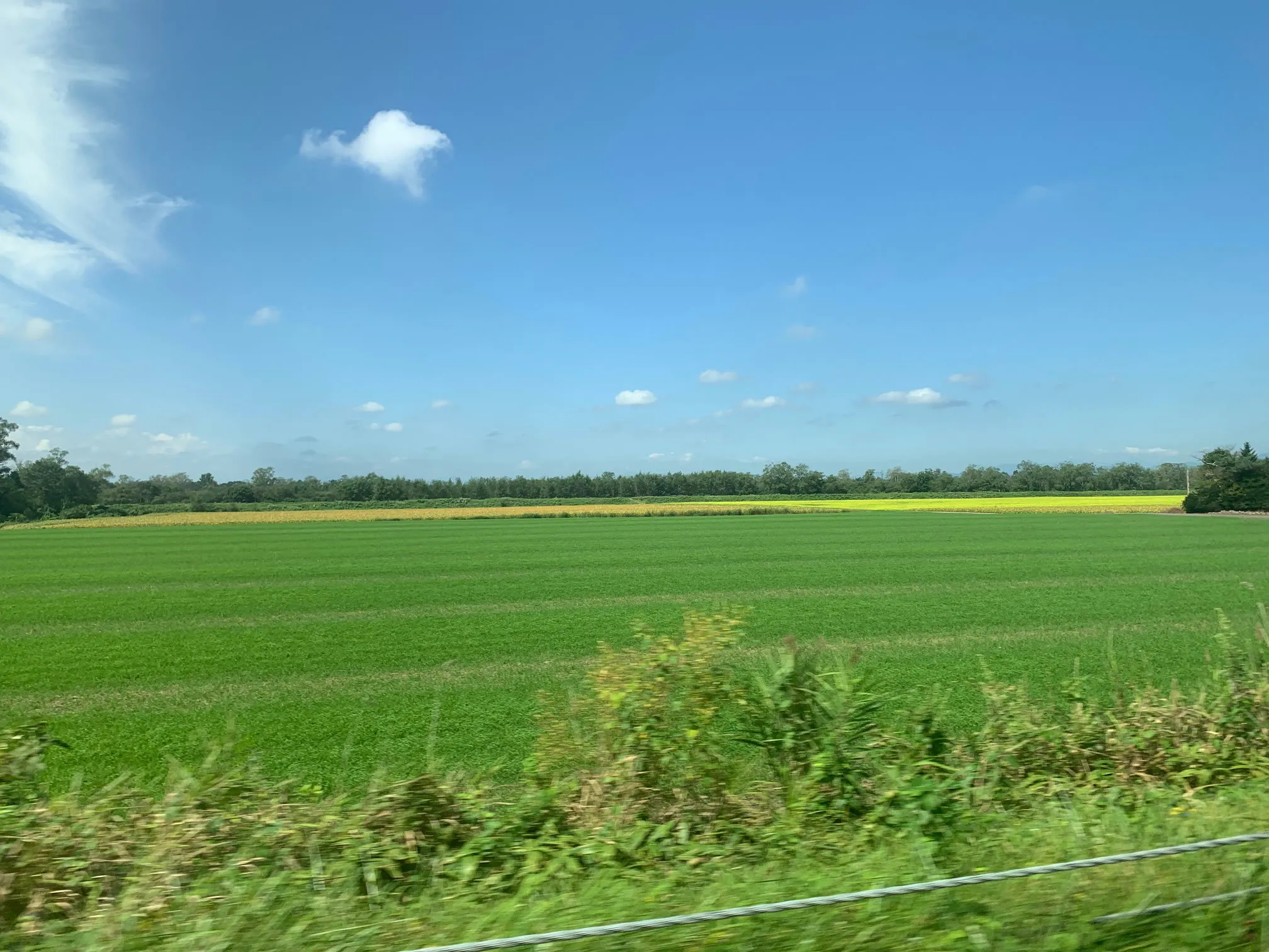Open green farm field under a blue sky