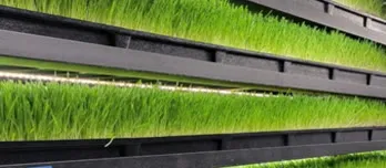 Rows of young grass growing on indoor racks